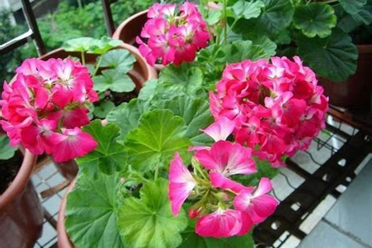 冬季天竺葵如何施肥枝叶蹭蹭长