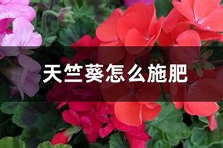 天竺葵冬季如何施肥枝叶摩擦生长