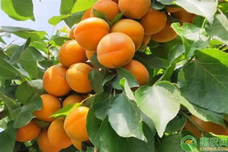 当出现“梅子杏子肥”时是哪个季节呢