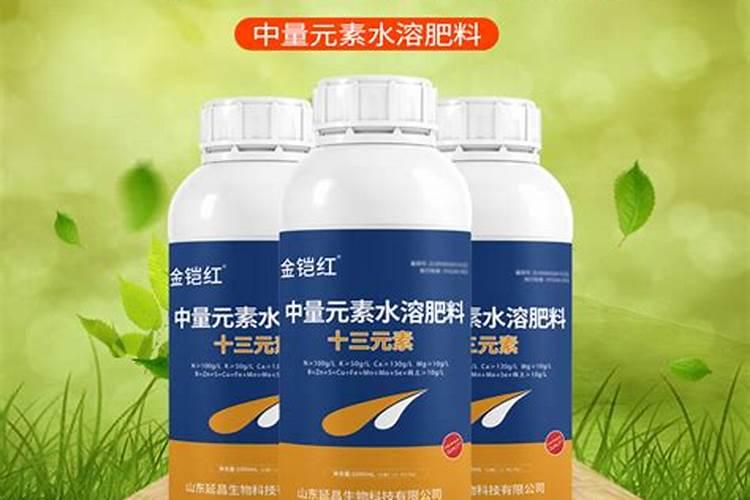 君子兰为什么不开花怎么办