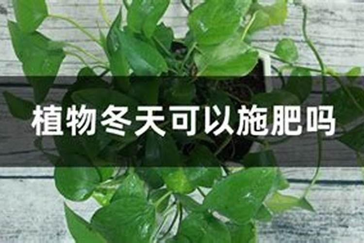 冬天室内养花,要不要给植物施肥