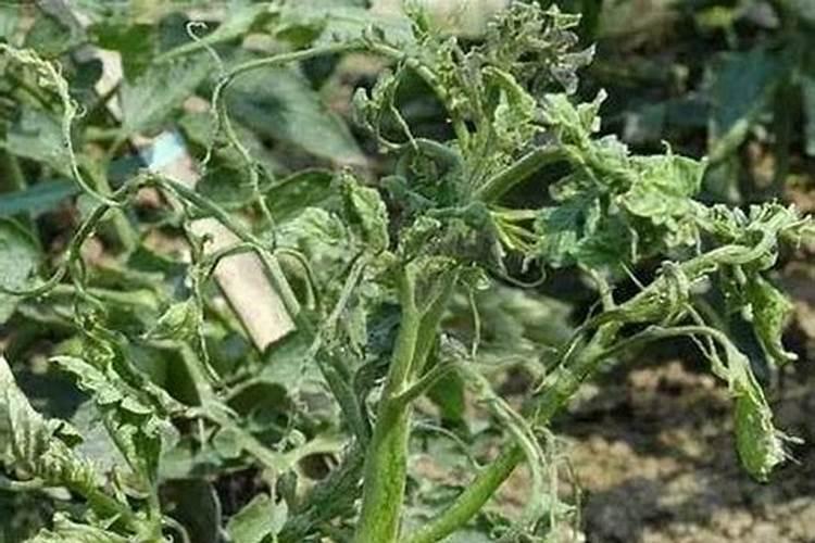 西红柿叶子卷边是什么原因及解决方法