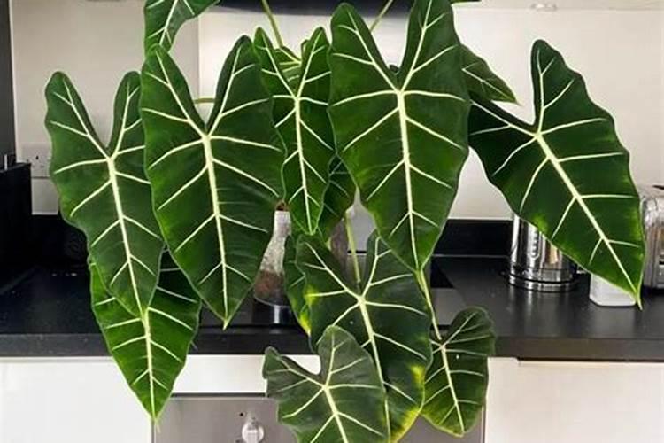 红薯种植后几天后才可以施肥