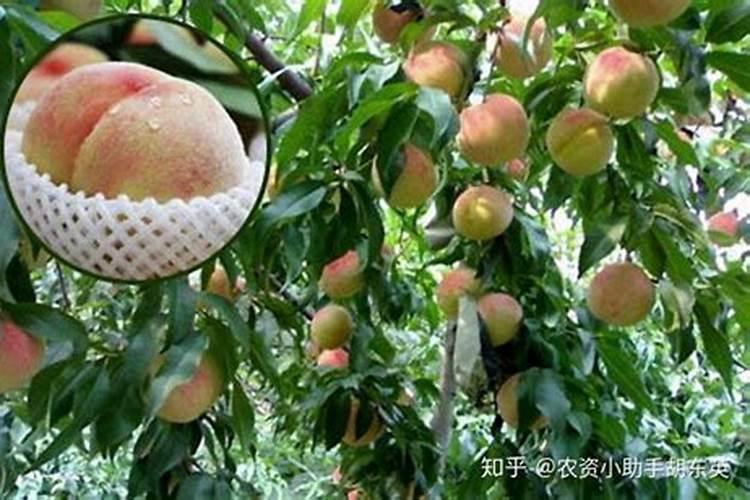 桃树施什么肥料桃子甜 如何施肥效果好
