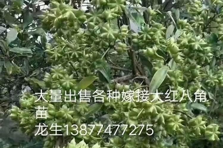 蟠枣适合什么地方种植