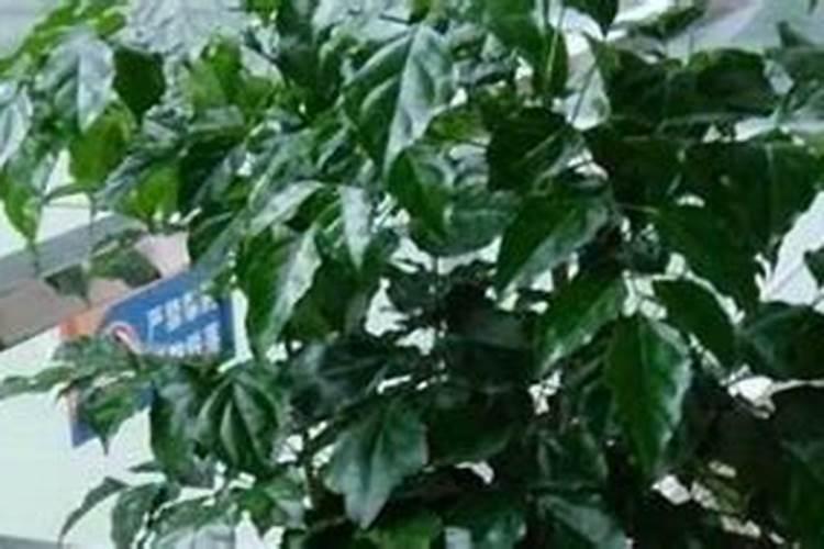 小麦叶面肥什么牌子最好