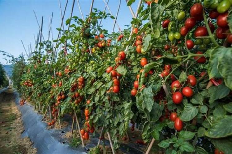 番茄高产栽培技术 番茄水肥怎么管理