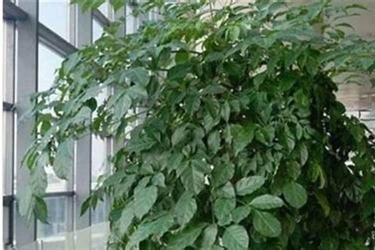 茶花冬天可以施肥吗