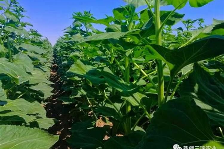 种油葵用什么肥料好