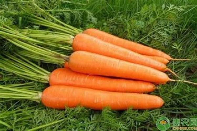 红萝卜苗期用什么肥料