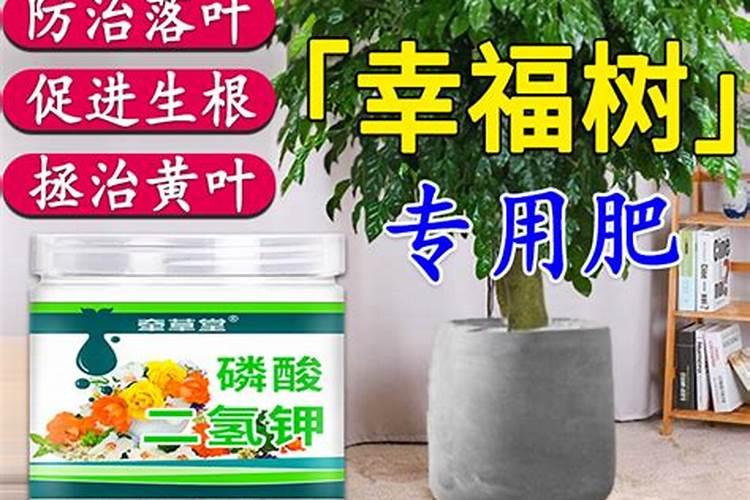 幸福树叶片沾灰尘如何轻松去除