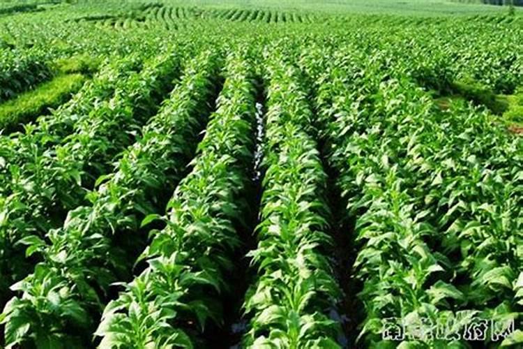 有搞测土配方施肥的高手吗种黄烟的配方