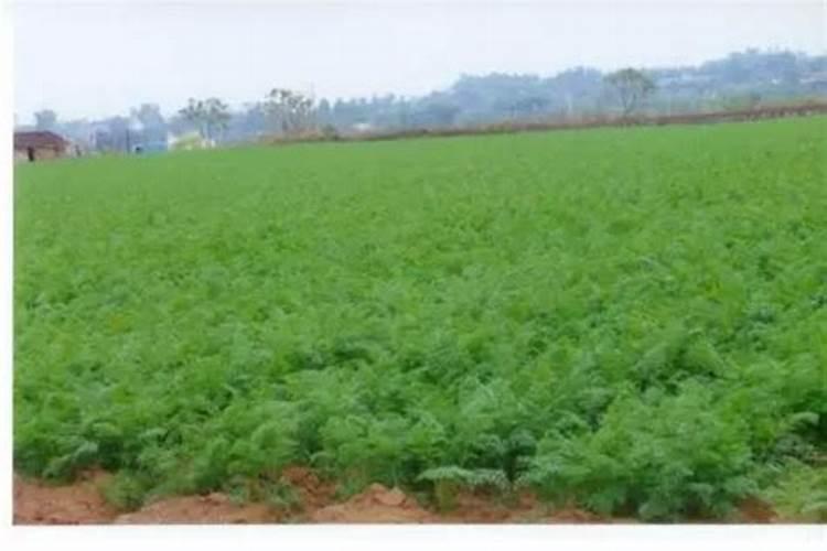 红萝卜上什么肥料好