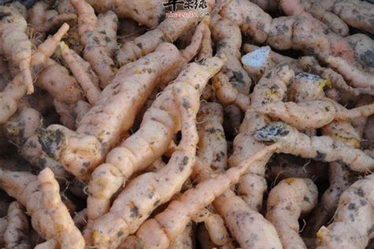 地黄的培养技术,你有哪些了解呢？