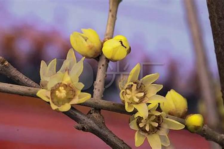 腊梅花施什么肥可以促开花