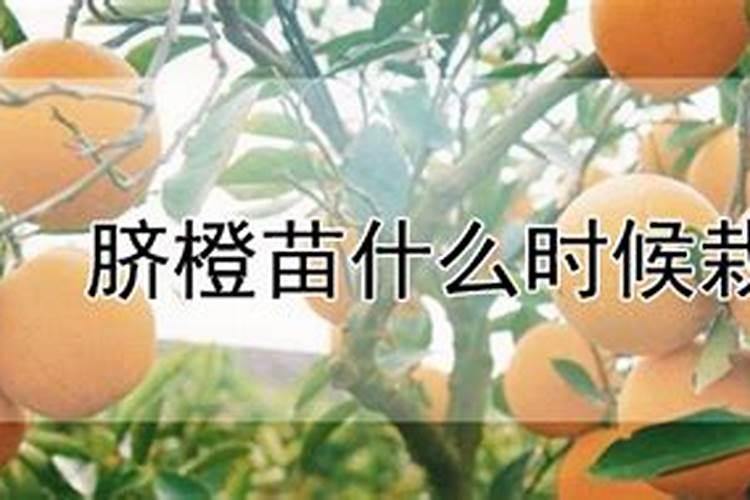 脐橙全年施肥时间表