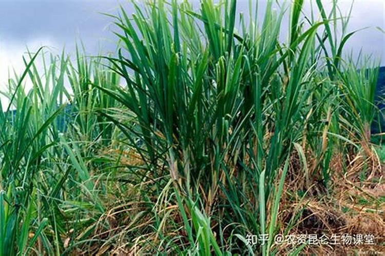 北方种植甘蔗用什么肥料好