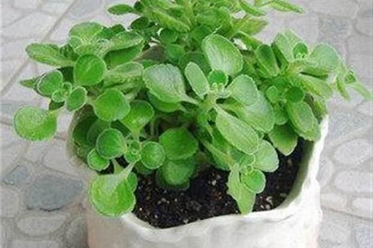 碰碰香怎么施肥