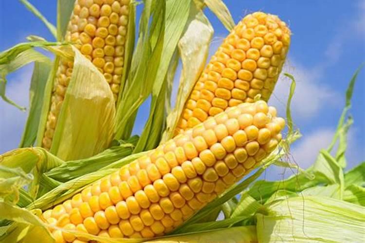 抗倒伏的是什么肥