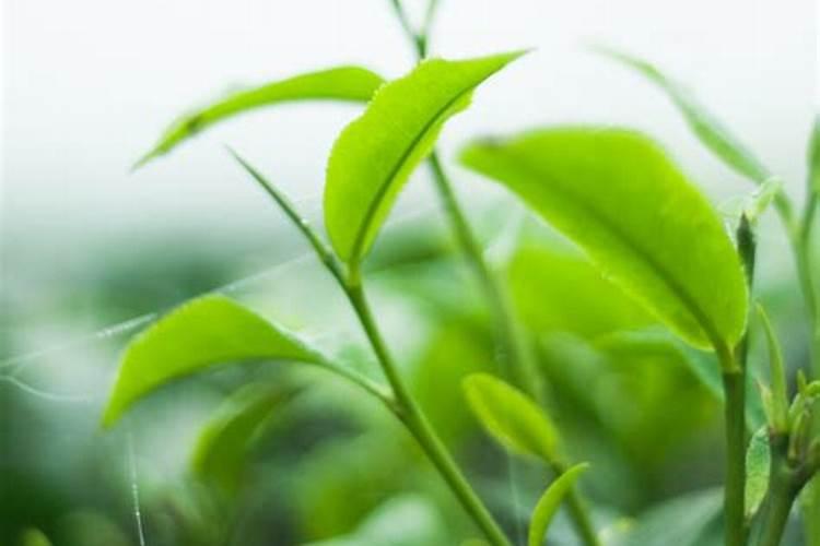 茶叶有机肥料制作方法怎样自制有机肥？