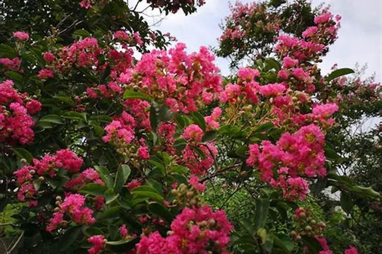 紫薇树施什么肥最好