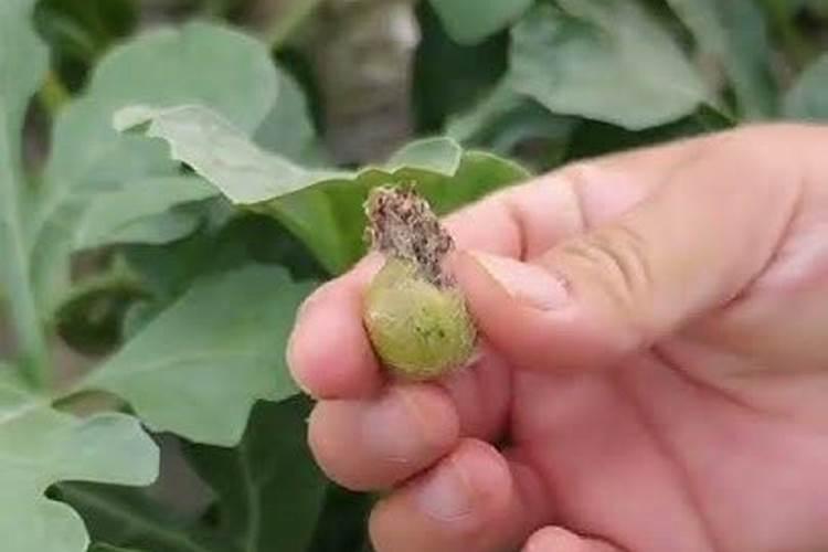 种植西瓜,主要步骤是什么？