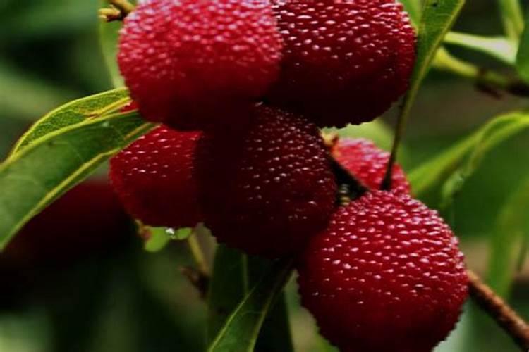 杨梅施什么肥料好