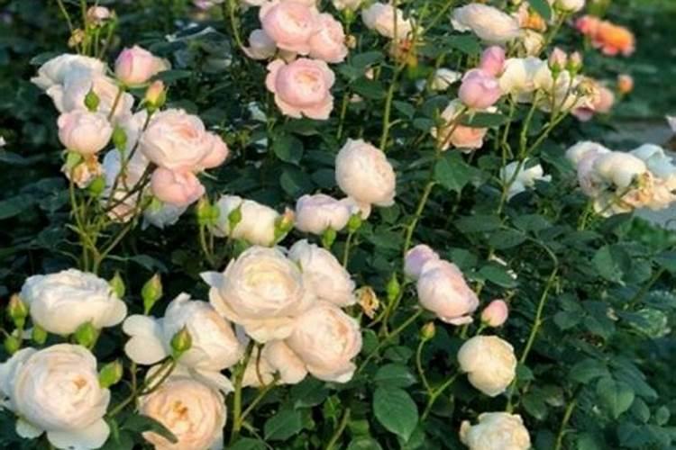 月季上盆前用什么底肥好些