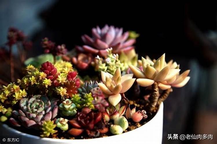 多肉用什么肥料施肥最好呢