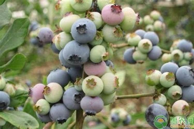 蓝莓最好的肥料是什么？