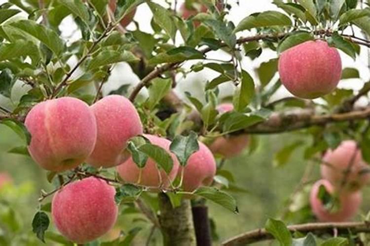 苹果秋后施什么配方肥好