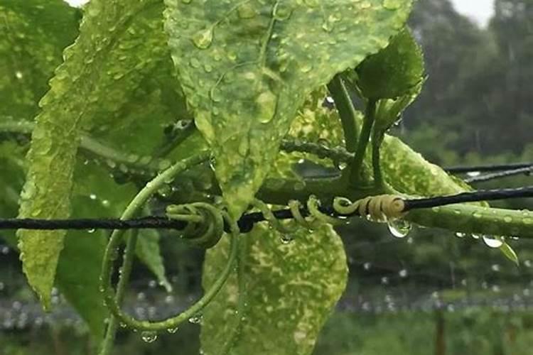 百香果施肥过多烂根了怎么补救