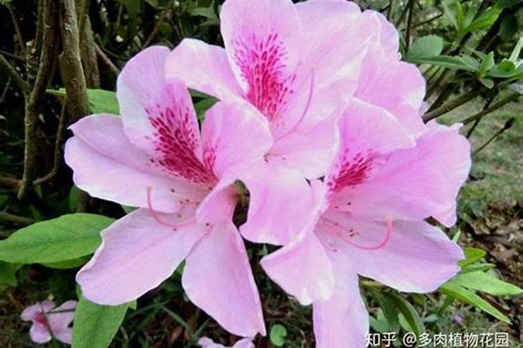 怎样给有花苞的杜鹃施肥