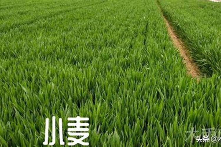 天然的氮磷钾肥有哪些