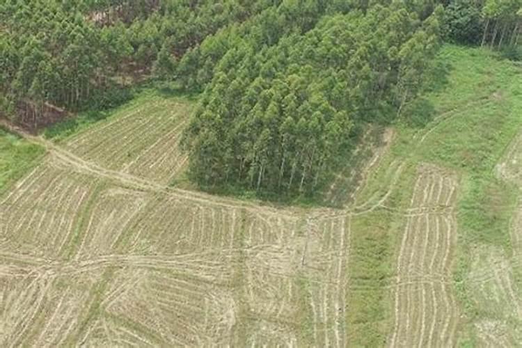 硝基复合肥适合旱田作物吗？