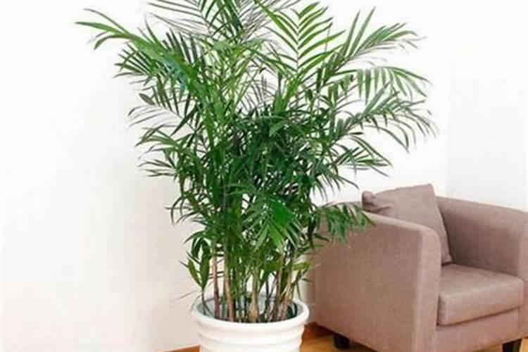 种葫芦用什么肥料好