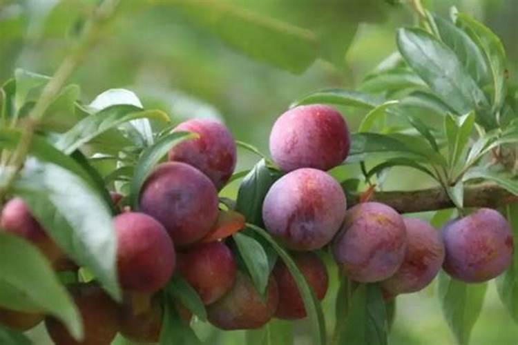 李子有点小用什么化肥好(李子树施上什么肥料很甜)