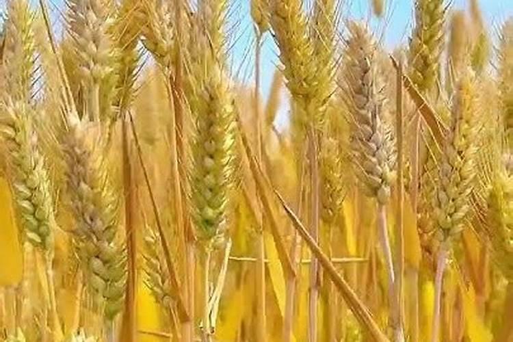 油茶开花时期应该喷何种叶面肥？