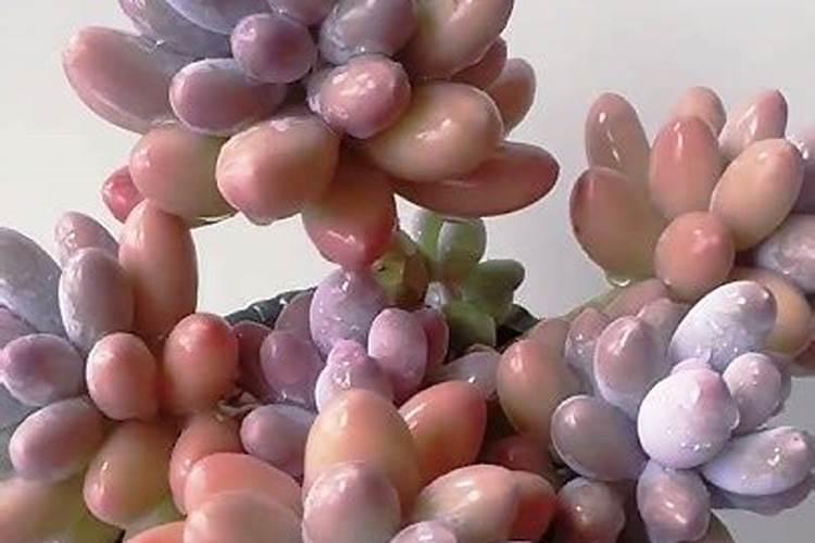 辣椒移栽后几天施肥和打药