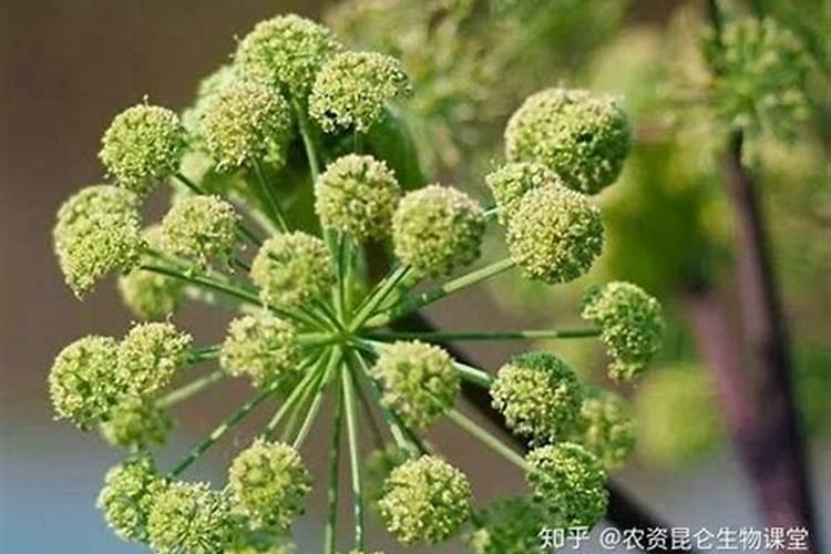 美天乐美式实木双人床 1.8*2m适用对象