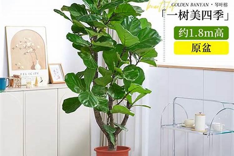 琴叶榕用什么肥料最好