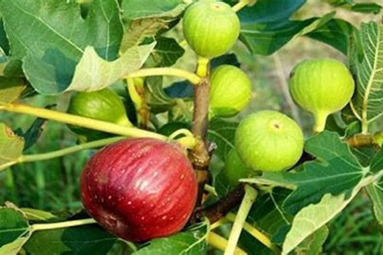 磷酸二氢钾对无花果有效果吗