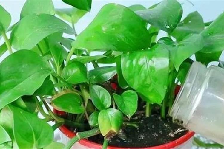 樱桃树浇什么肥料合适