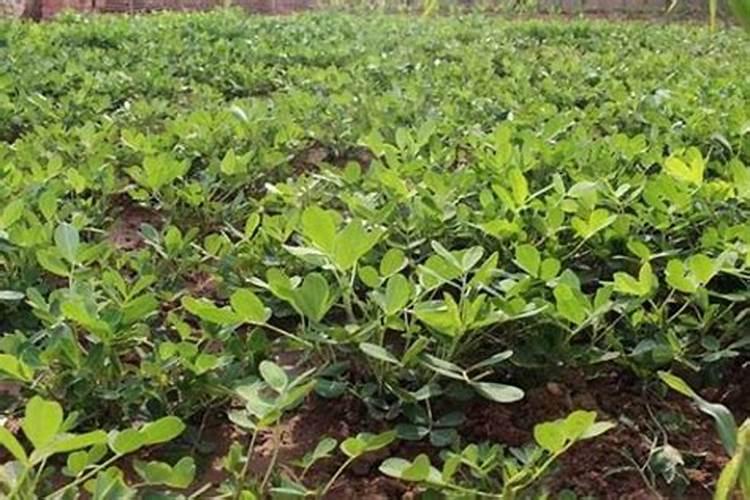 叶面肥哪个厂家生产的比较好