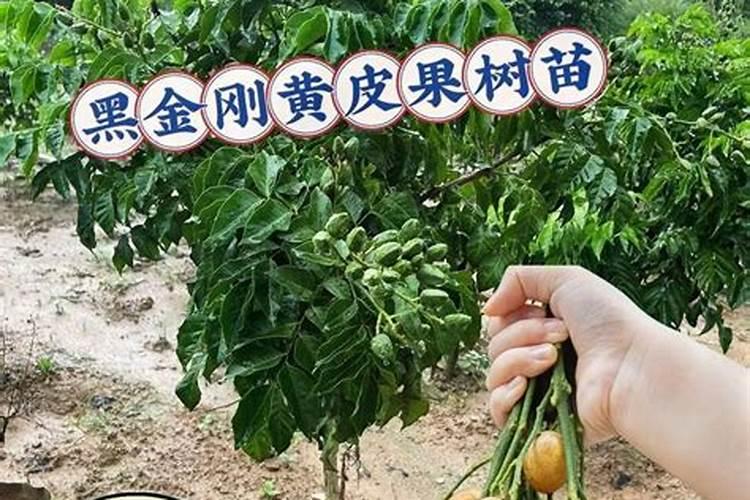 果树黄皮一年用多少肥合适？用什么水溶肥好？“调色师”促进果实生长百 ...