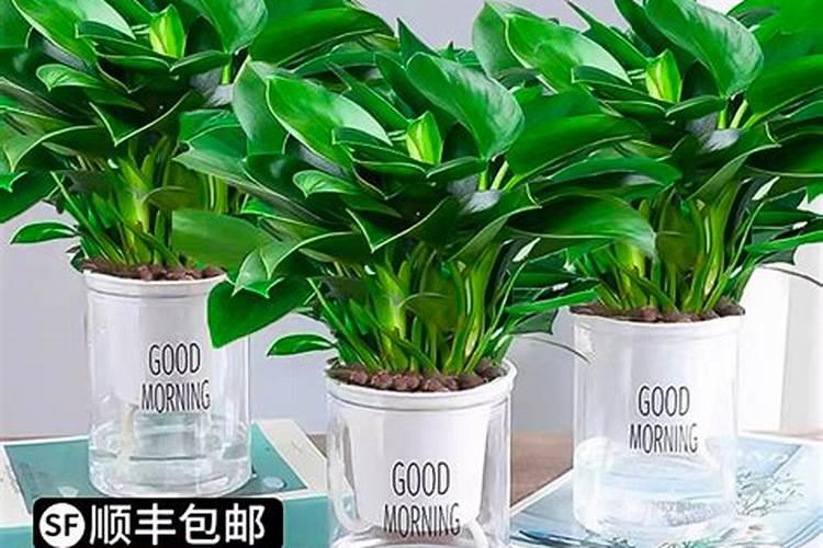 绿萝使用什么花肥