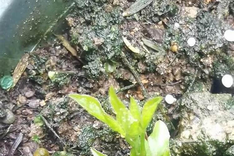 铁线莲发芽后怎样施肥