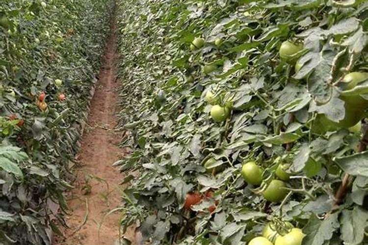 多肉植物多久浇水一次？需要施肥吗？