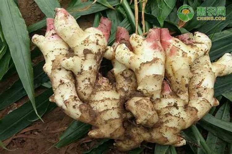 大姜喜欢什么肥料