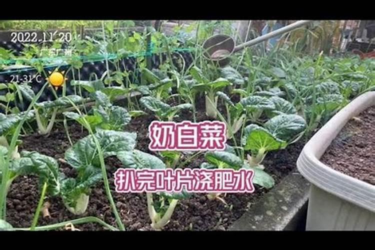 菜苗发芽几天可以施肥
